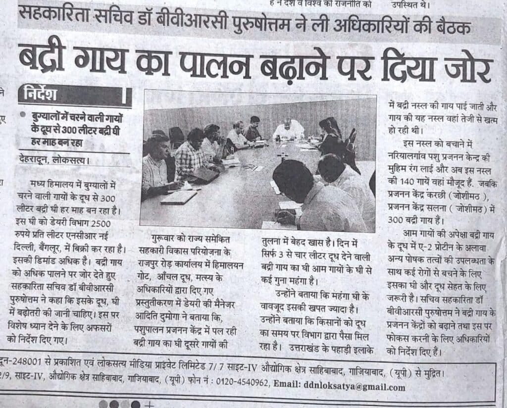 Focus on Badri cows.