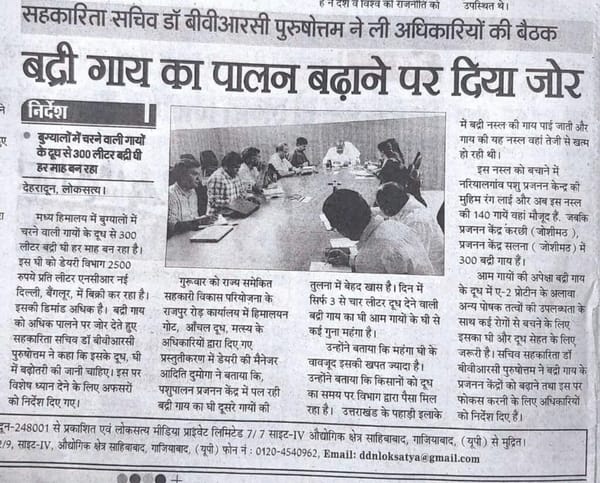 Focus on Badri cows.